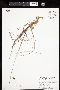 Carex limosa image