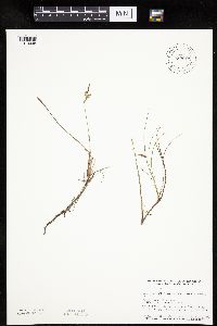 Carex limosa image