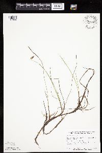 Carex limosa image