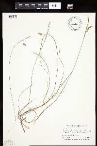 Carex limosa image