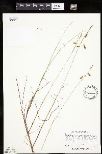 Carex limosa image