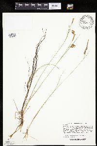 Carex limosa image