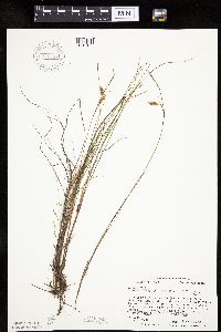Carex limosa image