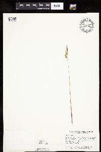 Carex limosa image