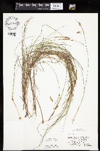 Carex limosa image