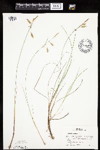 Carex limosa image