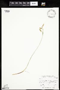 Carex limosa image