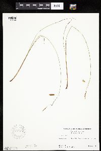 Carex limosa image
