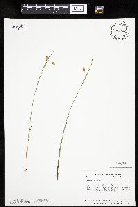 Carex limosa image