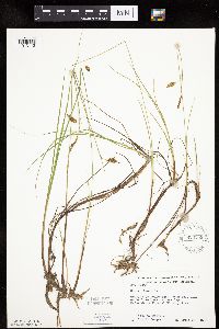 Carex limosa image