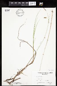 Carex limosa image