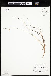 Carex limosa image