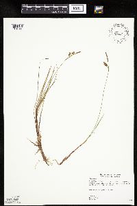 Carex limosa image
