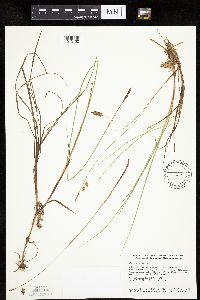 Carex limosa image