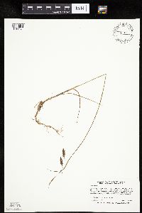 Carex limosa image