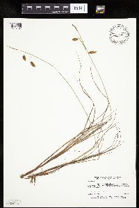 Carex limosa image