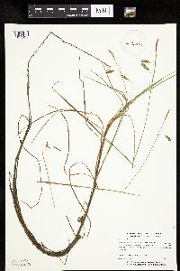 Carex limosa image