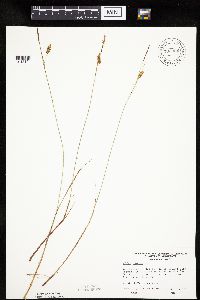 Carex limosa image