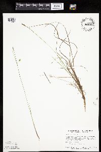 Carex limosa image