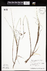 Carex limosa image