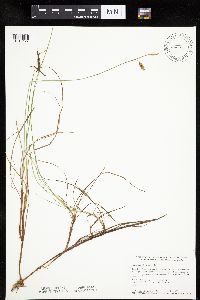 Carex limosa image