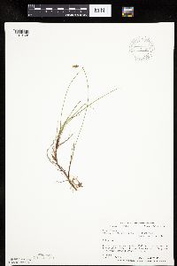 Carex limosa image