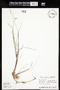 Carex limosa image
