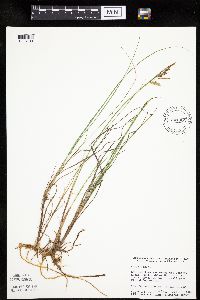 Carex limosa image