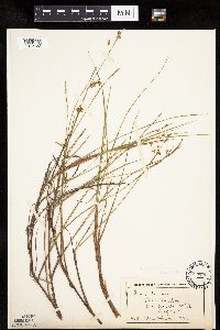 Carex limosa image