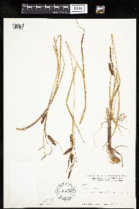 Carex limosa image