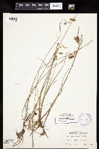 Carex limosa image