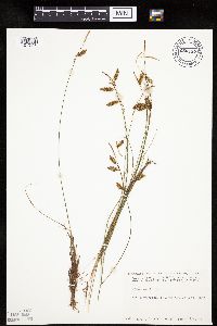 Carex limosa image