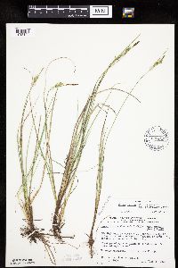 Carex livida image