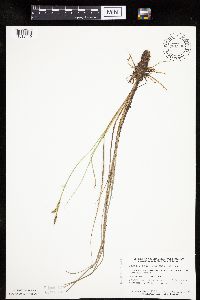 Carex livida image