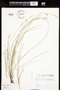 Carex livida image