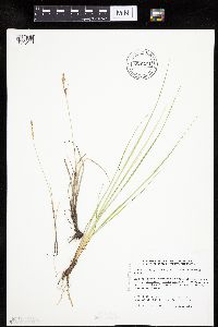 Carex livida image