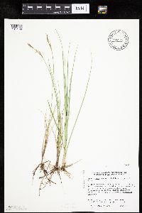 Carex livida image