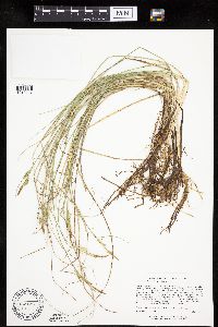Carex livida image