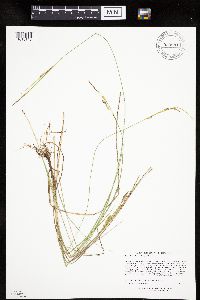 Carex livida image