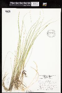 Carex livida image