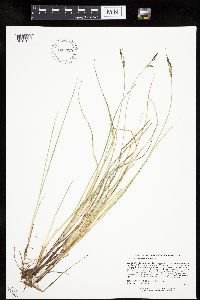 Carex livida image