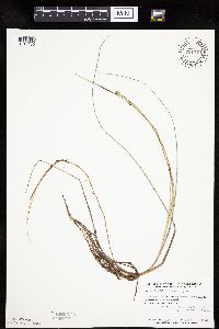 Carex livida image
