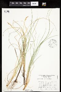 Carex livida image