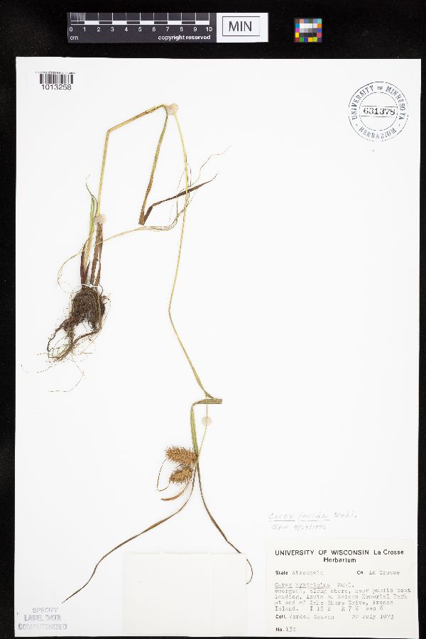 Carex lurida image