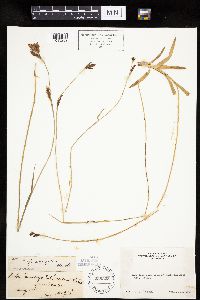 Carex luzulifolia image