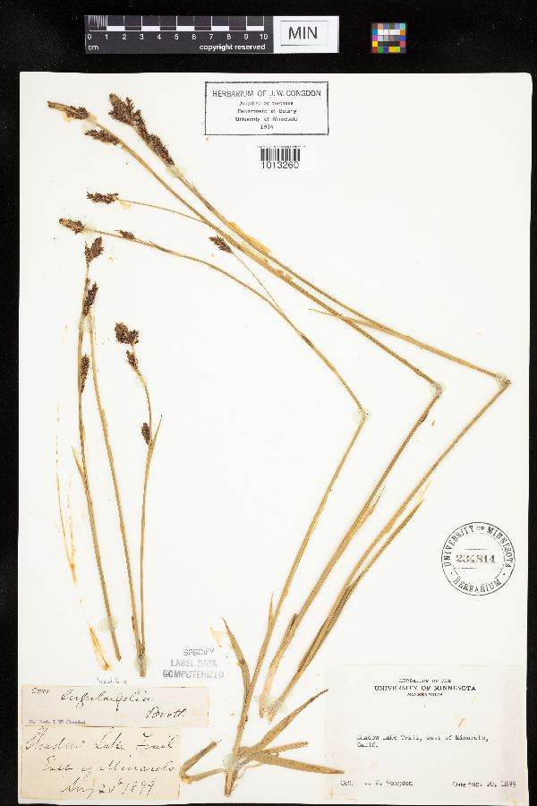 Carex luzulifolia image