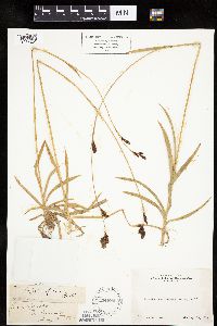 Carex luzulifolia image