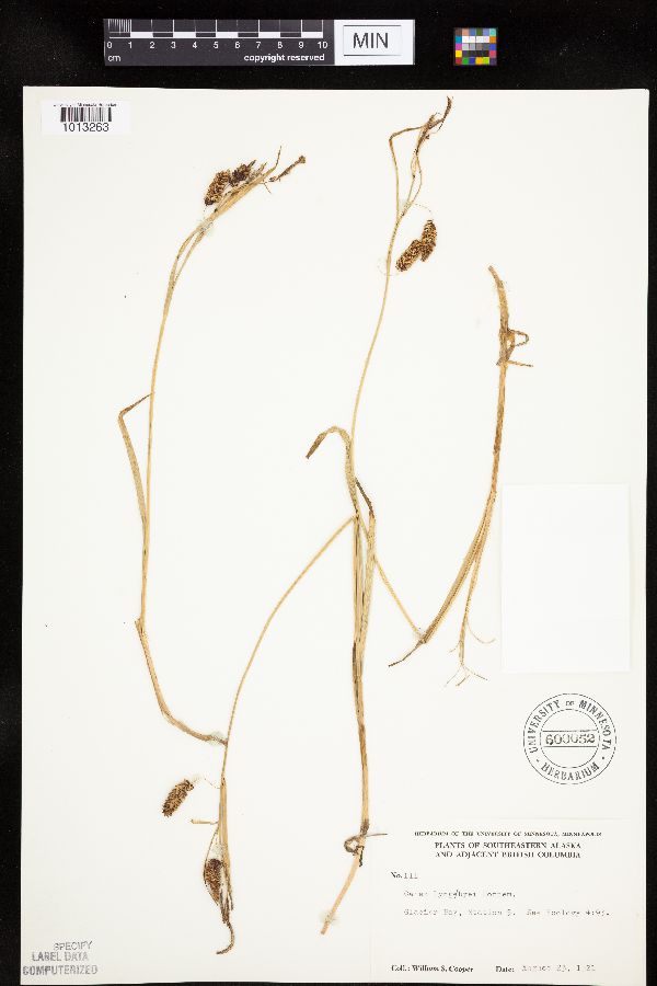 Carex lyngbyei image