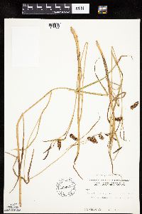Carex lyngbyei image