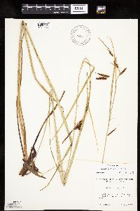 Carex lyngbyei image
